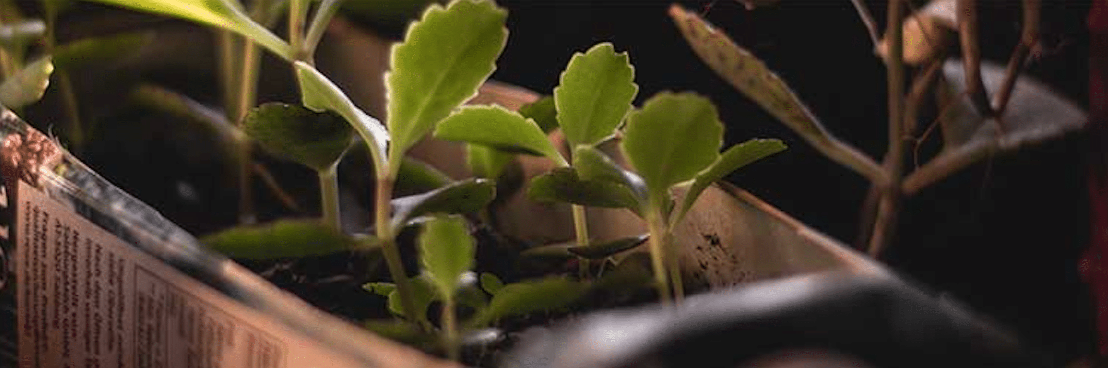 Plante qui pousse